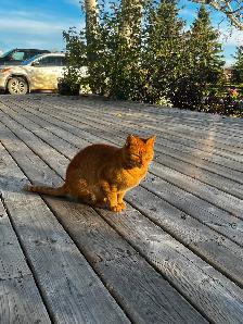 Orange Female Cat