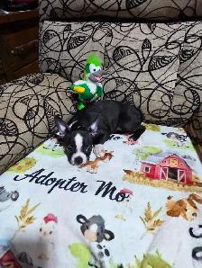 Chiots Boston-Terrier