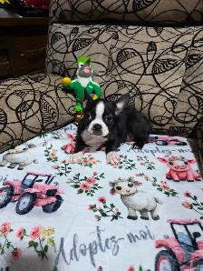 Chiots Boston-Terrier - Photo 3