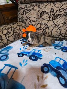 Chiots Boston-Terrier - Photo 6