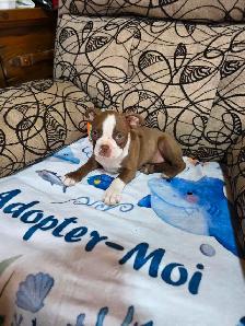 Chiots Boston-Terrier - Photo 8