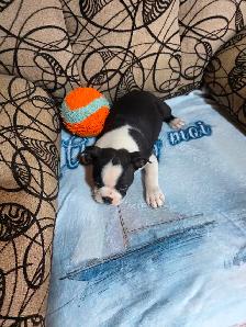 Chiots Boston-Terrier - Photo 9