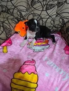 Chiots Boston-Terrier - Photo 10