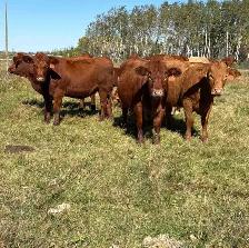 Bred Heifers