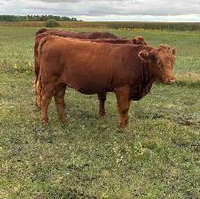 Bred Heifers - Photo 2