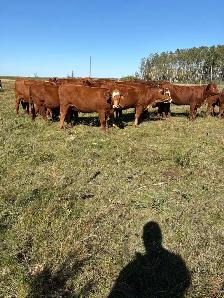 Bred Heifers - Photo 3