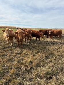 Bred Heifers - Photo 4