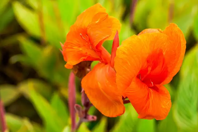 Canna Lily 'Yellow Diamond' rhizome-bulb