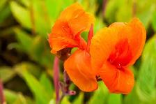 Canna Lily 'Yellow Diamond' rhizome-bulb