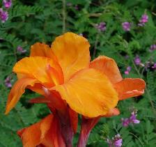 Canna Lily 'Yellow Diamond' rhizome-bulb - Photo 2