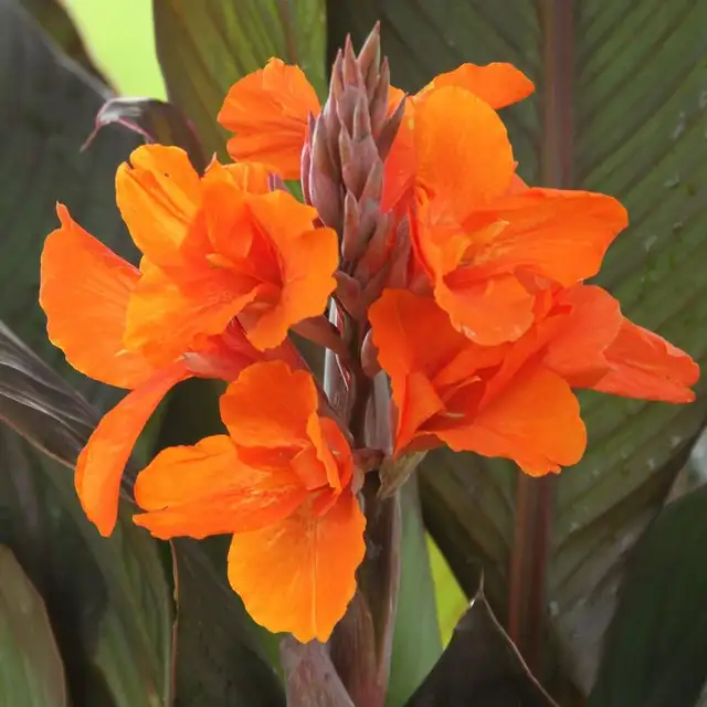 Canna Lily Orange Fire Opal _ Rhizome-bulb "Orange Blooms"
