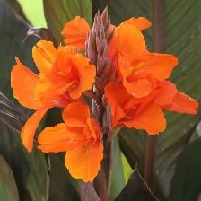 Canna Lily Orange Fire Opal _ Rhizome-bulb "Orange Blooms"