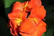 Canna Lily Orange Fire Opal _ Rhizome-bulb "Orange Blooms" - Photo 2