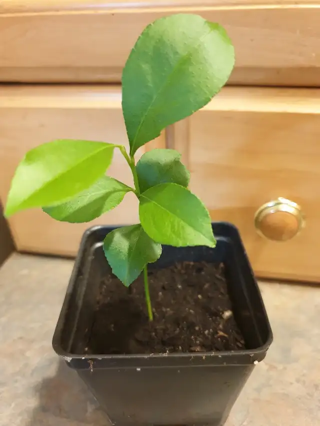 Baby Calamansi Citrus Tree – A Tropical Treasure for Your Home!