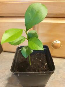 Baby Calamansi Citrus Tree – A Tropical Treasure for Your Home! - Photo 2