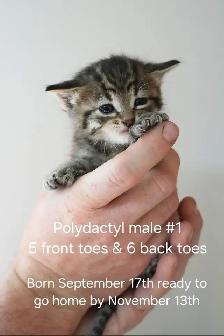 1 POLYDACTYL KITTEN & 3 REGULAR