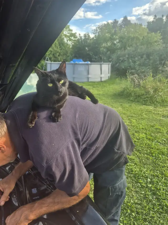 petite Chatte tres affectueuse