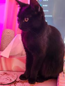 petite Chatte tres affectueuse - Photo 2