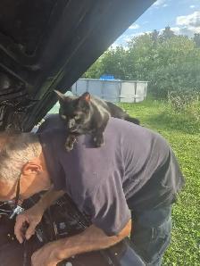 petite Chatte tres affectueuse - Photo 3