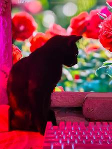 petite Chatte tres affectueuse - Photo 4