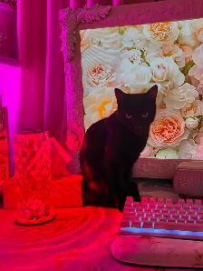 petite Chatte tres affectueuse - Photo 5