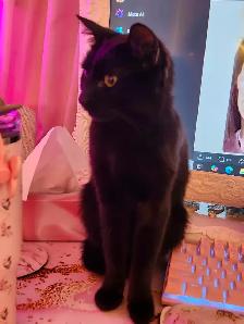 petite Chatte tres affectueuse - Photo 6