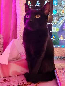 petite Chatte tres affectueuse - Photo 7