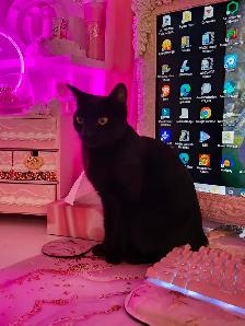 petite Chatte tres affectueuse - Photo 8