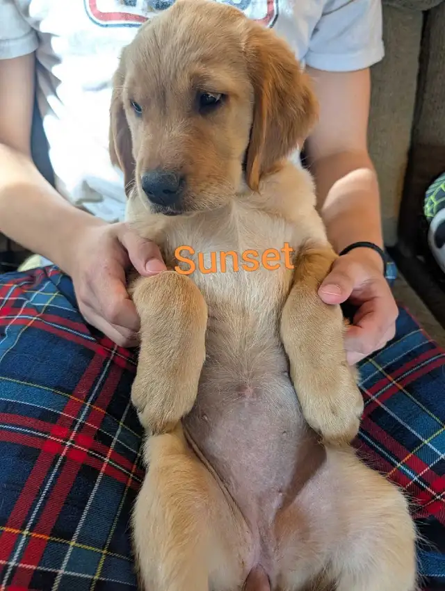 Purebred Golden Retriever Puppies!