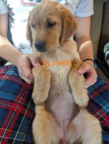 Purebred Golden Retriever Puppies!