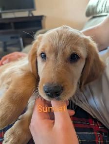Purebred Golden Retriever Puppies! - Photo 2