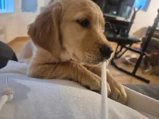Purebred Golden Retriever Puppies! - Photo 3