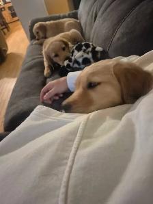 Purebred Golden Retriever Puppies! - Photo 4
