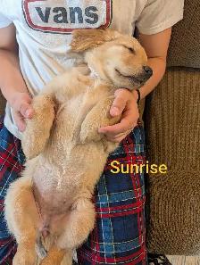 Purebred Golden Retriever Puppies! - Photo 5