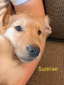 Purebred Golden Retriever Puppies! - Photo 6