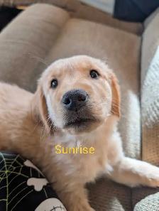 Purebred Golden Retriever Puppies! - Photo 7