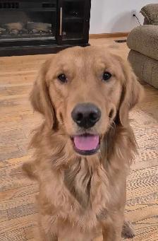 Purebred Golden Retriever Puppies! - Photo 8