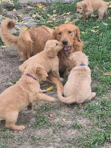 Purebred Golden Retriever Puppies! - Photo 9