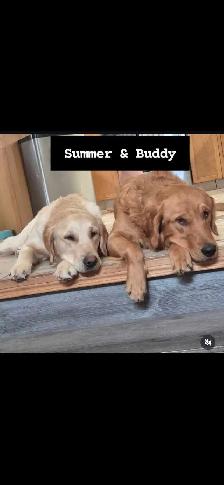 Purebred Golden Retriever Puppies! - Photo 10