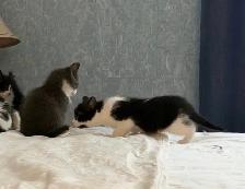chatons à vendre / kittens for sale - Photo 2