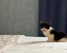 chatons à vendre / kittens for sale - Photo 3
