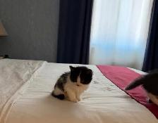 chatons à vendre / kittens for sale - Photo 7