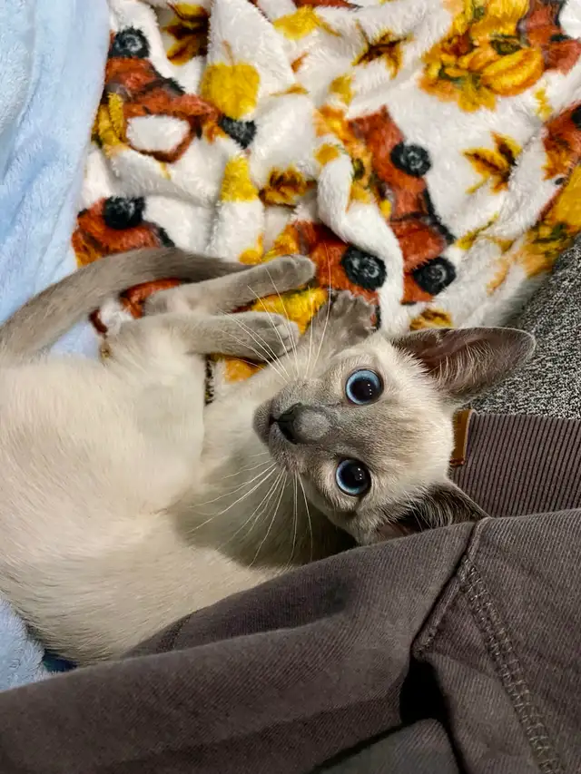 5 Month Old Siamese Cat
