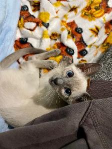 5 Month Old Siamese Cat