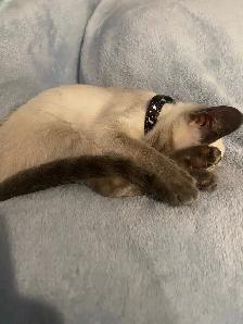 5 Month Old Siamese Cat - Photo 2
