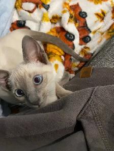 5 Month Old Siamese Cat - Photo 3
