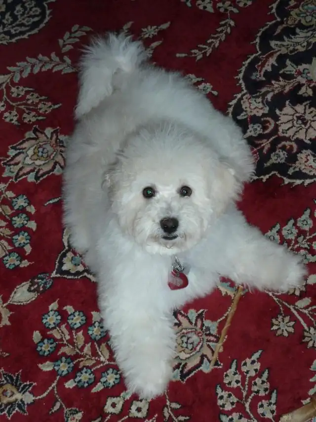 Dog Daycare Puppy Sitter Doggy Daycare Dog Boarding Kennel Rover