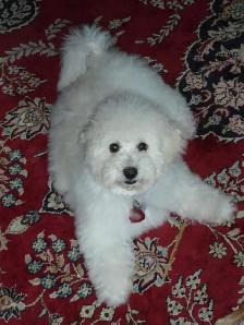 Dog Daycare Puppy Sitter Doggy Daycare Dog Boarding Kennel Rover