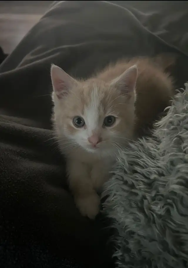 Adorable chaton mâle à vendre