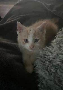 Adorable chaton mâle à vendre